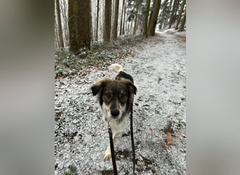 Max sucht erfahrenes zu Hause