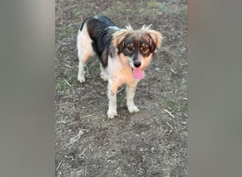 Max sucht erfahrenes zu Hause