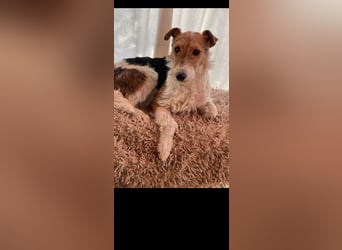 Foxy sucht liebevolles zu Hause
