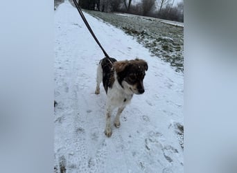 Max sucht erfahrenes zu Hause