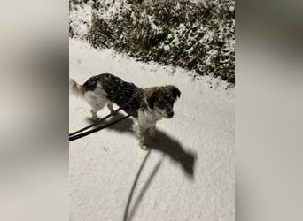 Max sucht erfahrenes zu Hause