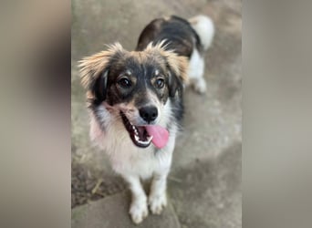 Max sucht erfahrenes zu Hause