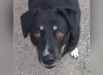 fröhlicher Benno 3 J. kastr., sucht sein Traumzuhause