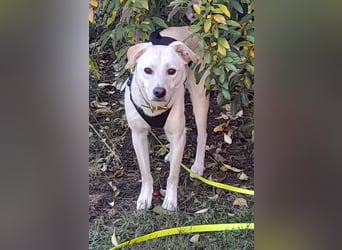 Eine zarte Seele auf vier Pfoten sucht seine passenden Menschen (Henry 3 J., kastr.)