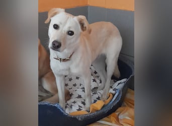 Angsthäschen Henry 3 J., kastr., sucht sensibles hundeerfahrenes ländliches Traumzuhause !