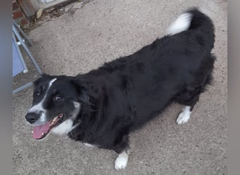 Knutschkugel Betty 2 J.  kastr., sucht ihr Traumzuhause