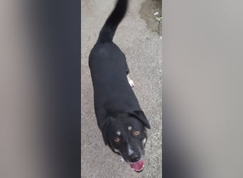 fröhlicher Benno 3 J. kastr., sucht sein Traumzuhause