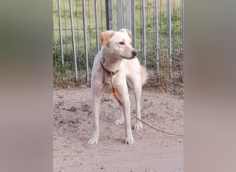 Angsthäschen Henry 3 J., kastr., sucht sensibles hundeerfahrenes ländliches Traumzuhause !