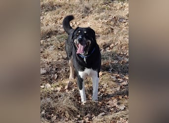 fröhlicher Benno 3 J. kastr., sucht sein Traumzuhause