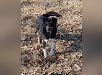 fröhlicher Benno 3 J. kastr., sucht sein Traumzuhause