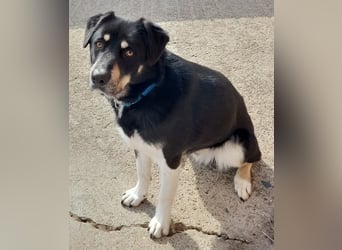 fröhlicher Benno 3 J. kastr., sucht sein Traumzuhause