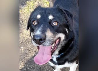 fröhlicher Benno 3 J. kastr., sucht sein Traumzuhause