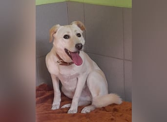 Angsthäschen Henry 3 J., kastr., sucht sensibles hundeerfahrenes ländliches Traumzuhause !