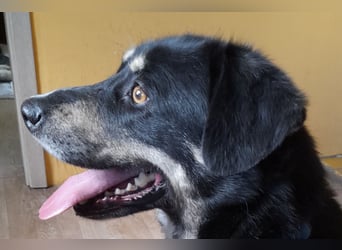 fröhlicher Benno 3 J. kastr., sucht sein Traumzuhause