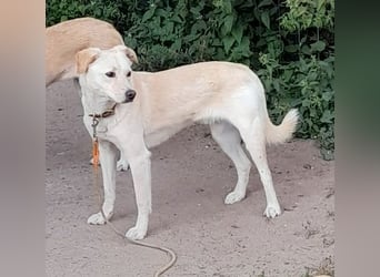 Angsthäschen Henry 3 J., kastr., sucht sensibles hundeerfahrenes ländliches Traumzuhause !