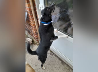 fröhlicher Benno 3 J. kastr., sucht sein Traumzuhause