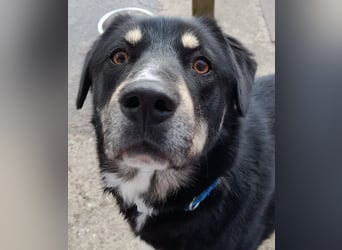 fröhlicher Benno 3 J. kastr., sucht sein Traumzuhause