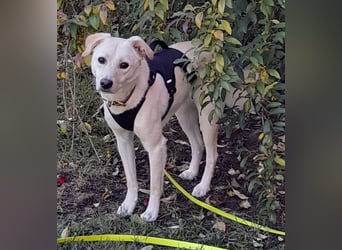 Eine zarte Seele auf vier Pfoten sucht seine passenden Menschen (Henry 3 J., kastr.)