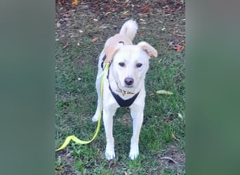 Eine zarte Seele auf vier Pfoten sucht seine passenden Menschen (Henry 3 J., kastr.)