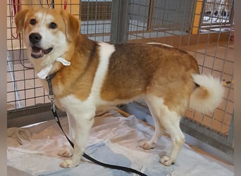 Angsthäschen Hündin kastr., 4 J., sucht sensibles Traumzuhause