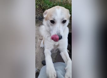 fröhliche Kessy 1 J. kastr. sucht ihre Herzensmenschen fröhliche Kessy 1 J. kastr. sucht ihre Herzensmenschen