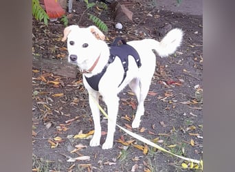 Eine zarte Seele auf vier Pfoten sucht seine passenden Menschen (Henry 3 J., kastr.)