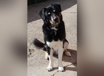 fröhlicher Benno 3 J. kastr., sucht sein Traumzuhause