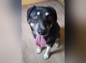 fröhlicher Benno 3 J. kastr., sucht sein Traumzuhause