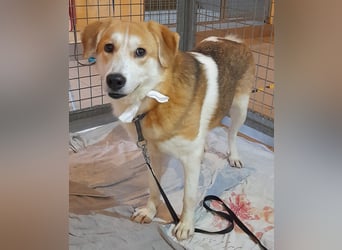 Angsthäschen Hündin kastr., 4 J., sucht sensibles Traumzuhause