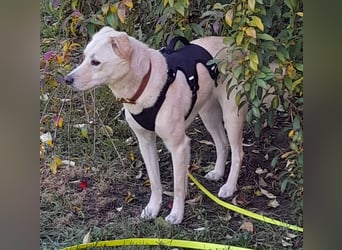 Eine zarte Seele auf vier Pfoten sucht seine passenden Menschen (Henry 3 J., kastr.)