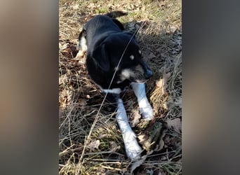 fröhlicher Benno 3 J. kastr., sucht sein Traumzuhause