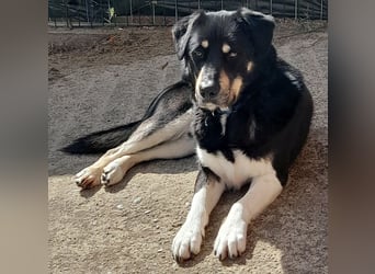 fröhlicher Benno 3 J. kastr., sucht sein Traumzuhause