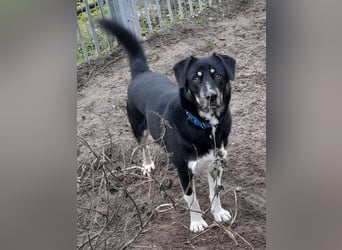 fröhlicher Benno 3 J. kastr., sucht sein Traumzuhause