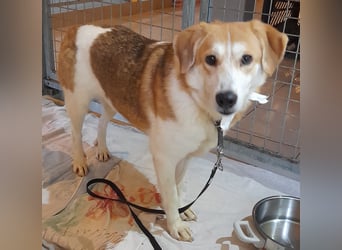 Angsthäschen Hündin kastr., 4 J., sucht sensibles Traumzuhause