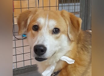 Angsthäschen Hündin kastr., 4 J., sucht sensibles Traumzuhause