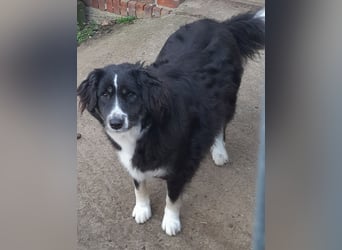 Knutschkugel Betty 3 J.  kastr., sucht ihr Traumzuhause