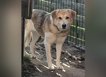 Angsthäschen Hündin kastr., 4 J., sucht sensibles Traumzuhause