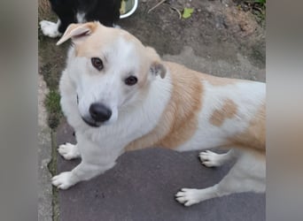 fröhliche Kessy 1 J. kastr. sucht ihre Herzensmenschen fröhliche Kessy 1 J. kastr. sucht ihre Herzensmenschen