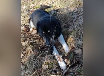 fröhlicher Benno 3 J. kastr., sucht sein Traumzuhause