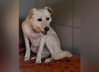 Angsthäschen Henry 3 J., kastr., sucht sensibles hundeerfahrenes ländliches Traumzuhause !