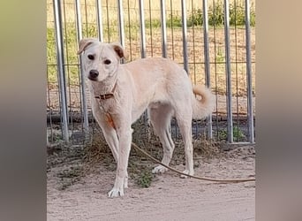 Angsthäschen Henry 3 J., kastr., sucht sensibles hundeerfahrenes ländliches Traumzuhause !