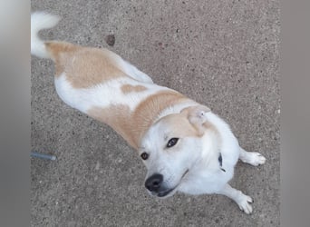 fröhliche Kessy 1 J. kastr. sucht ihre Herzensmenschen fröhliche Kessy 1 J. kastr. sucht ihre Herzensmenschen