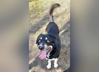 fröhlicher Benno 3 J. kastr., sucht sein Traumzuhause