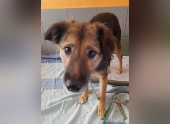 MONA 1 J. jung und noch schüchtern sucht Traumzuhause