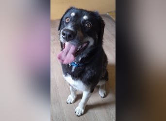 fröhlicher Benno 3 J. kastr., sucht sein Traumzuhause
