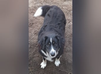 Knutschkugel Betty 3 J.  kastr., sucht ihr Traumzuhause