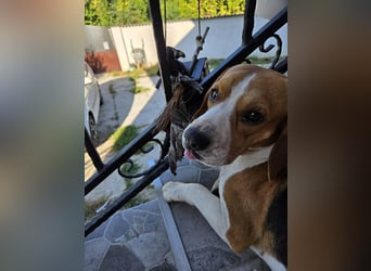 Charly- lieber Kerl mit großem Herz sucht Fürimmerezuhause