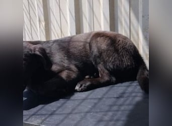 DIVA-wer kann der kleinen Maus mit glänzendem schwarzen Fell und hoffnungsvollen Blick wiederstehen?