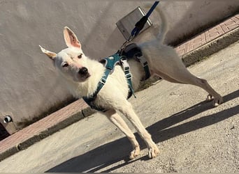 Bezaubernder DRACO-Ein Herz auf vier Pfoten sucht sein Für-immer-Zuhause!