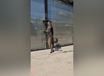 MABEL-strahlende Überleberin mit großem Herzen sucht liebevolles Für-immer-Zuhause